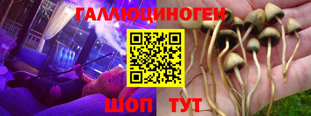 Псилоцибиновые грибы мухоморы Губкинский